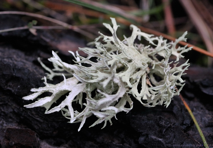Ramalina sp.? - No,  Evernia prunastri